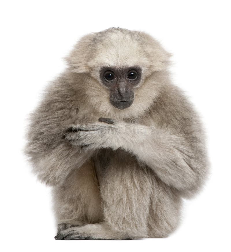 Young Pileated Gibbon, 1 year, Hylobates Pileatus, sitting in front of white background. Young Pileated Gibbon, 1 year, Hylobates Pileatus, sitting in front of white background