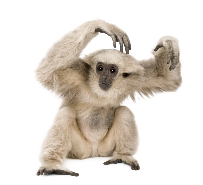 Young Pileated Gibbon, 1 year old, Hylobates Pileatus, sitting in front of white background. Young Pileated Gibbon, 1 year old, Hylobates Pileatus, sitting in front of white background