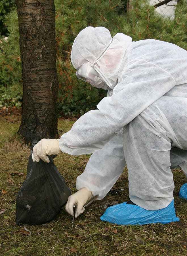 A man in an overall plucking the feathers of a bird's corpse and putting them in a plastic bag to be analysed for bird flu (Germany). A man in an overall plucking the feathers of a bird's corpse and putting them in a plastic bag to be analysed for bird flu (Germany).