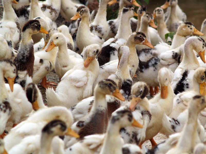 A close up on a herd of ducks. A close up on a herd of ducks