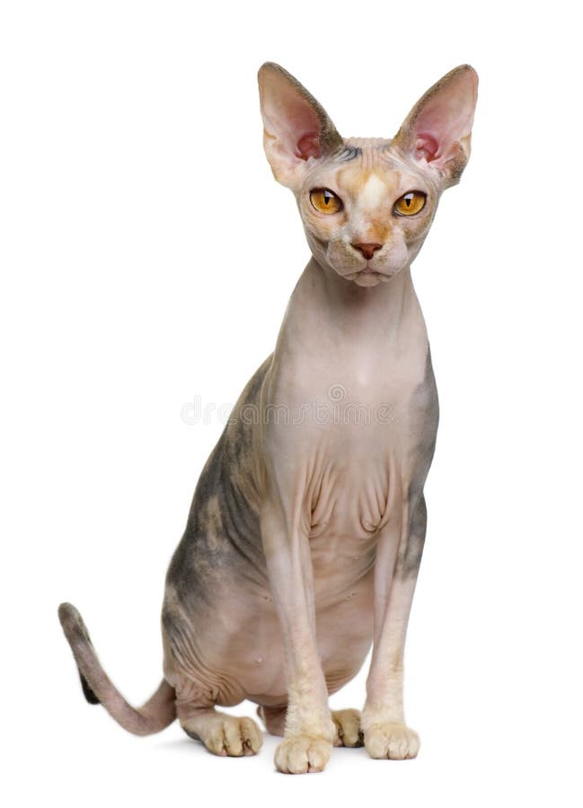 Sphynx cat, 1 year old, sitting in front of white background. Sphynx cat, 1 year old, sitting in front of white background