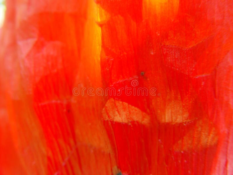 1 leafvallmo arkivbilder 1 leafvallmo arkivbilder
