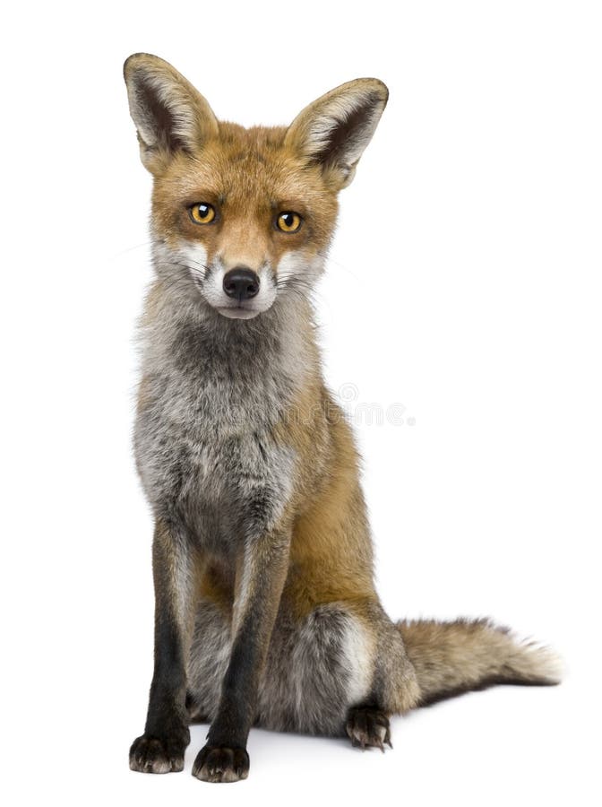 Front view of Red Fox, 1 year old, sitting in front of white background. Front view of Red Fox, 1 year old, sitting in front of white background