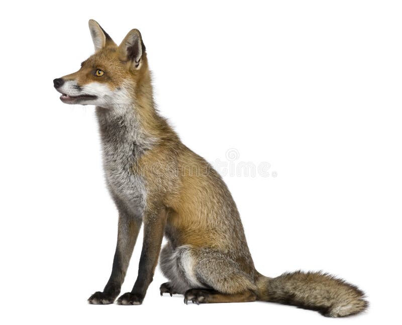 Side view of Red Fox, 1 year old, sitting in front of white background. Side view of Red Fox, 1 year old, sitting in front of white background