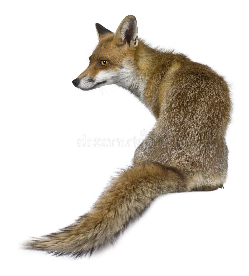 Rear view of Red Fox, 1 year old, sitting in front of white background. Rear view of Red Fox, 1 year old, sitting in front of white background
