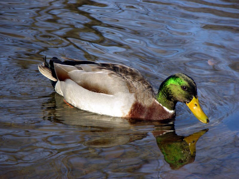 Mallard Duck swimming in pond. Mallard Duck swimming in pond.