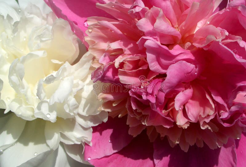 Here are 2 flowers, one is pink and the other one is white. Here are 2 flowers, one is pink and the other one is white.