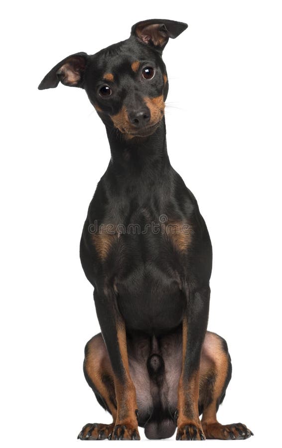 (1) połówki miniaturowi starzy pinscher rok obrazy stock