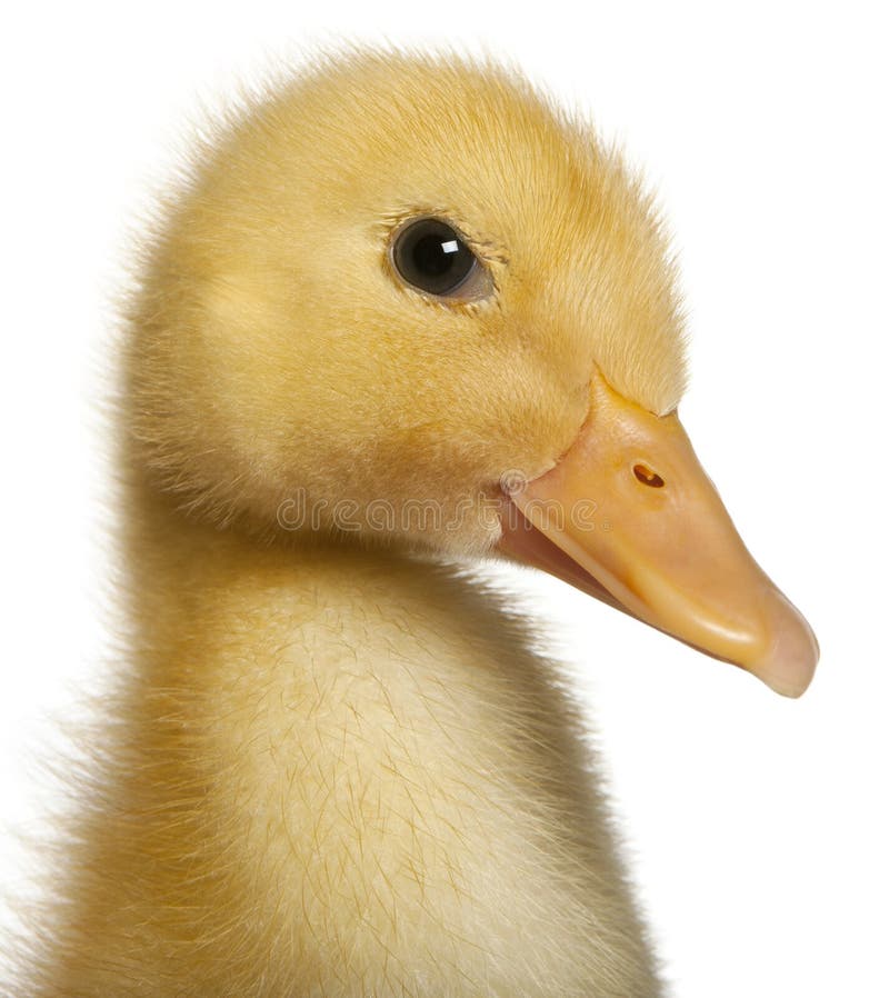 Close-up of Duckling, 1 week old, in front of white background. Close-up of Duckling, 1 week old, in front of white background