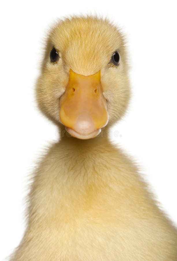 Close-up of Duckling, 1 week old, in front of white background. Close-up of Duckling, 1 week old, in front of white background