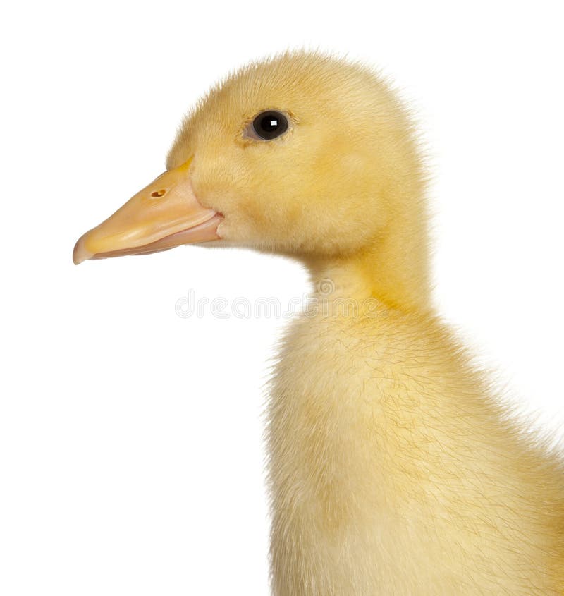 Close-up of Duckling, 1 week old, in front of white background. Close-up of Duckling, 1 week old, in front of white background