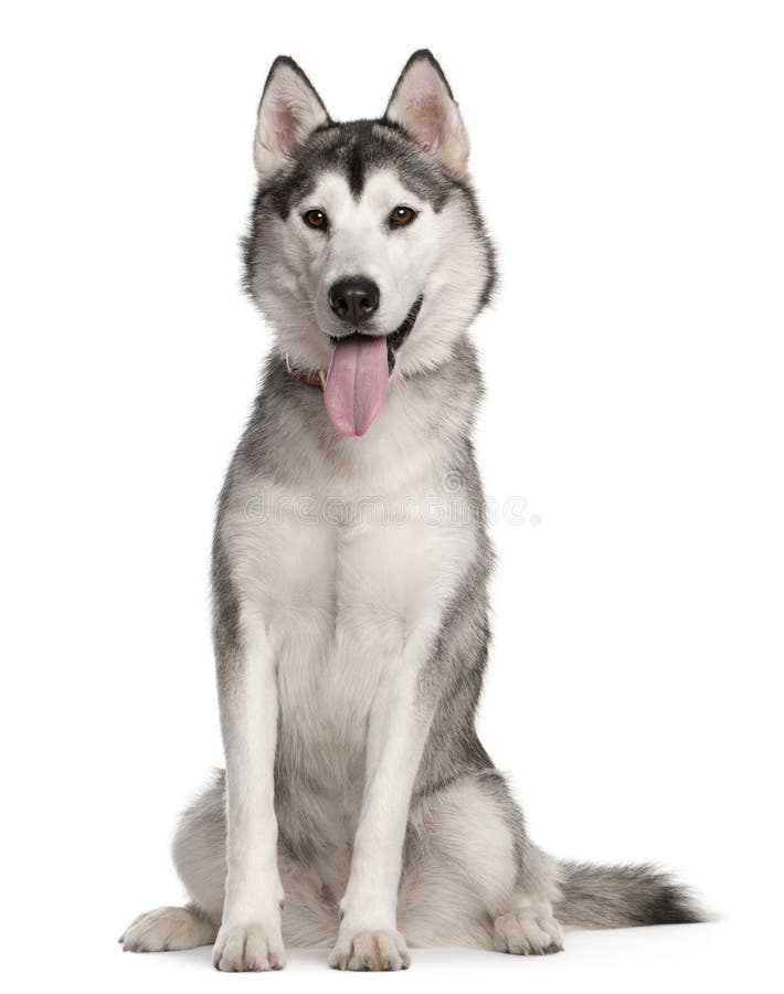 Siberian Husky, 1 year old, sitting in front of white background. Siberian Husky, 1 year old, sitting in front of white background