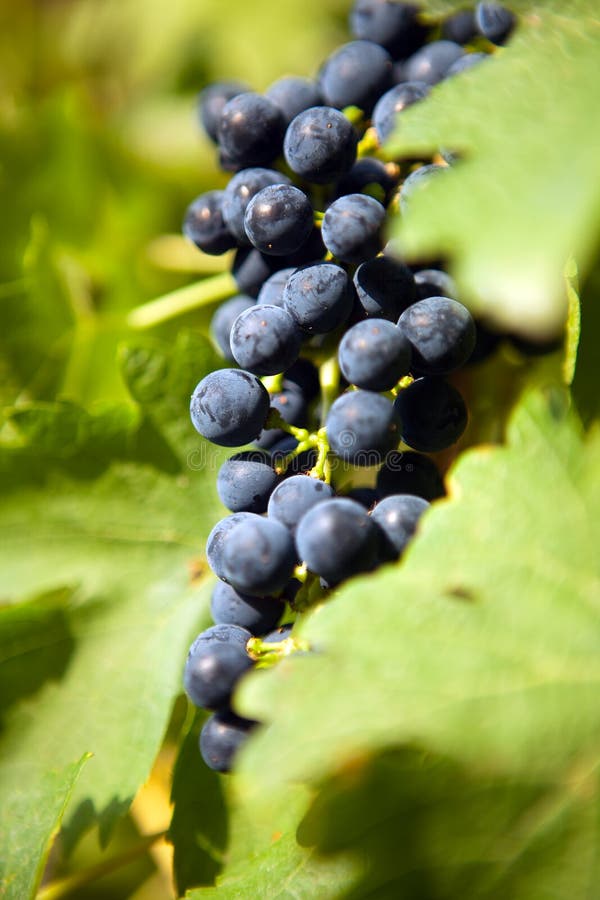 Blue grapes hanging on a vine in a vineyard. Blue grapes hanging on a vine in a vineyard