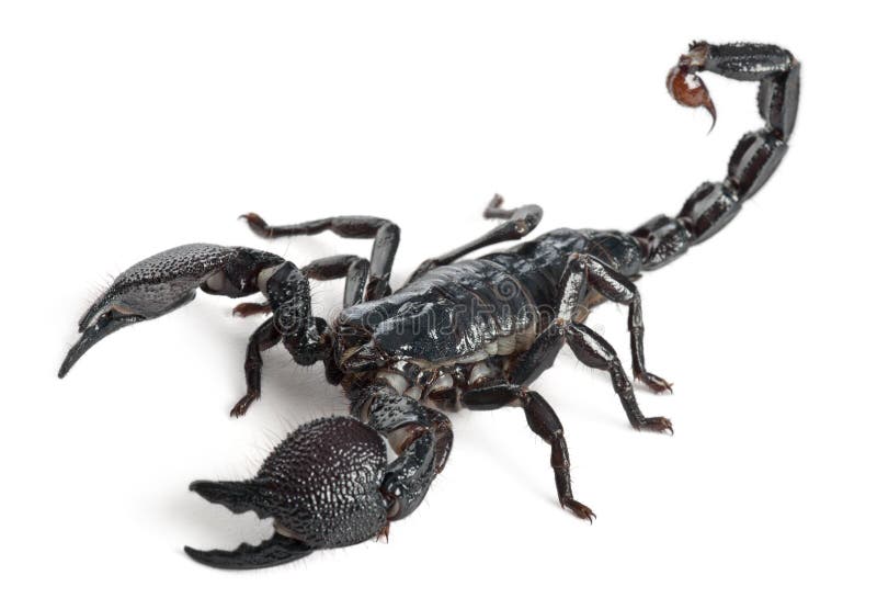 Emperor Scorpion, Pandinus imperator, 1 year old, in front of white background. Emperor Scorpion, Pandinus imperator, 1 year old, in front of white background