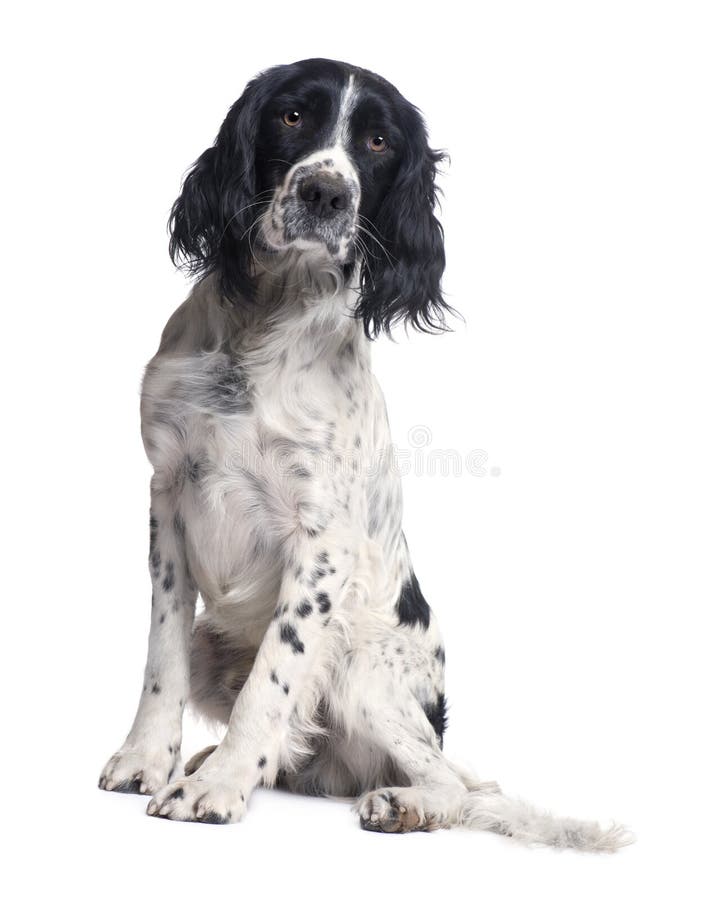 English Springer Spaniel (1 year) in front of a white background. English Springer Spaniel (1 year) in front of a white background