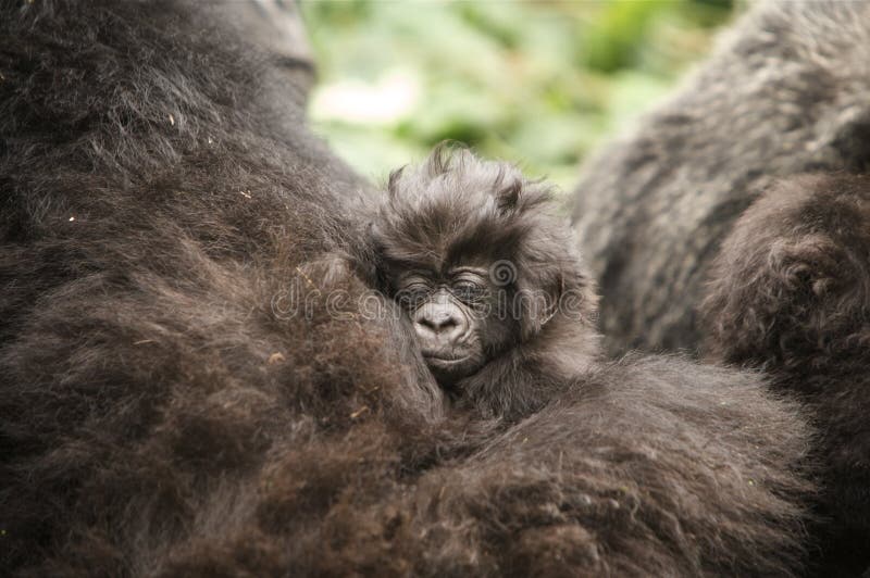 1 Month old Mountain Gorilla, a member of Group 13, nestles in it's mother's arms. Virunga Mountains (Parc National Volcans), Rwanda. 1 Month old Mountain Gorilla, a member of Group 13, nestles in it's mother's arms. Virunga Mountains (Parc National Volcans), Rwanda
