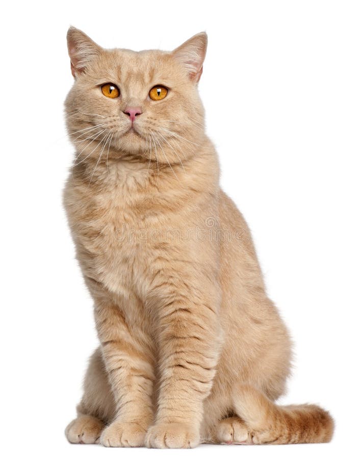 British Shorthair cat, 1 year old, sitting in front of white background. British Shorthair cat, 1 year old, sitting in front of white background