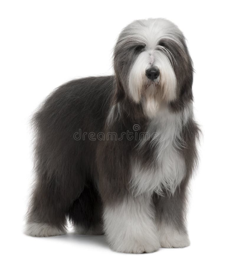 Bearded Collie, 1 Year Old, standing in front of white background. Bearded Collie, 1 Year Old, standing in front of white background