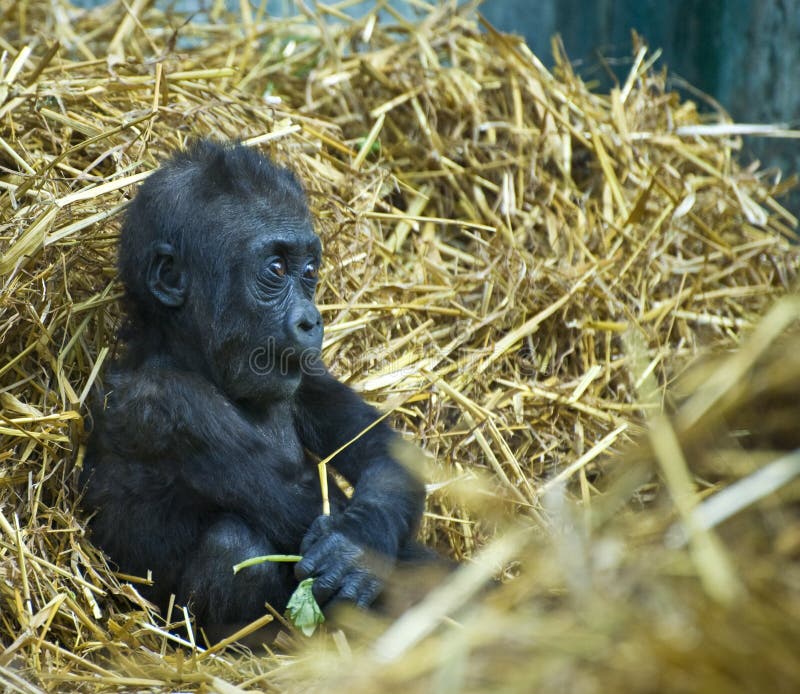 Baby gorilla in captivity sitting in hay. Baby gorilla in captivity sitting in hay