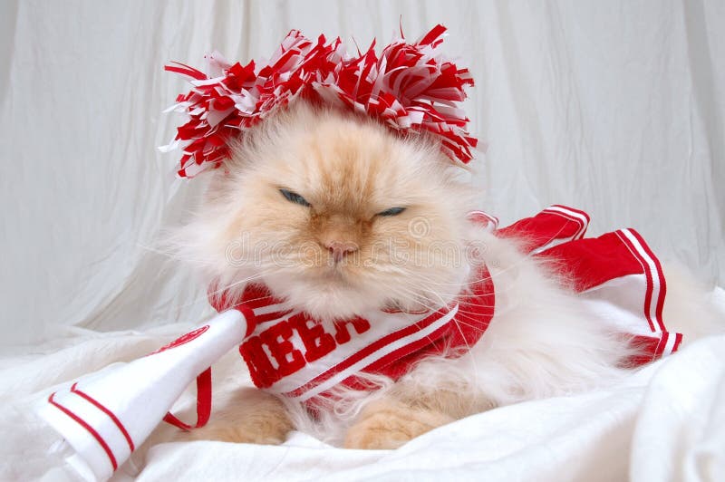 Lexus the cat gives a look that her team is #1 and not yours! Dressed up like a cheerleader and ready to be your mascot. lexus. Lexus the cat gives a look that her team is #1 and not yours! Dressed up like a cheerleader and ready to be your mascot. lexus