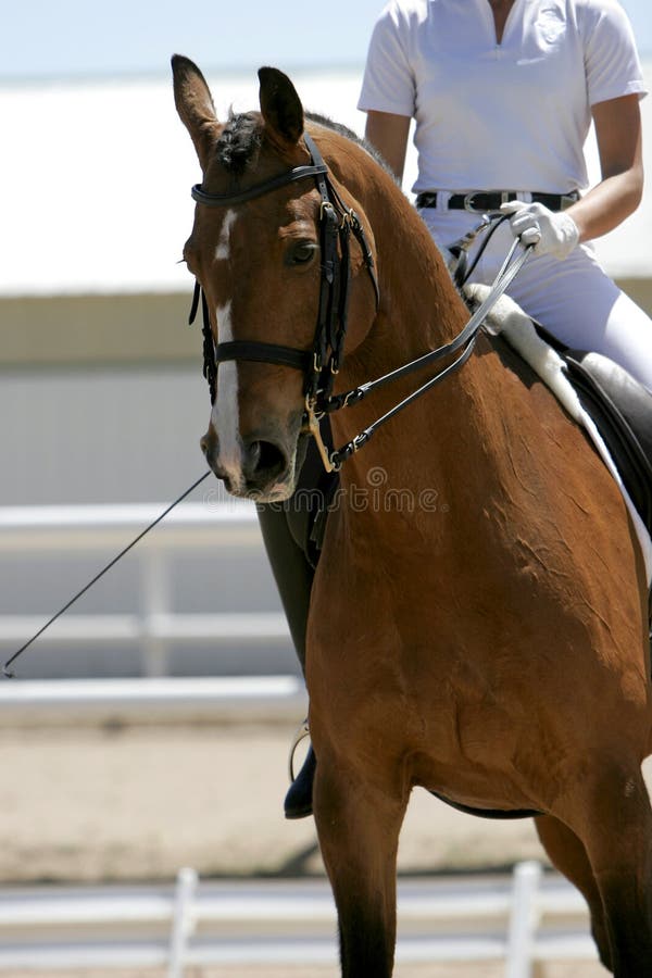 Horse & Rider practicing in Dressage discipline (Shallow Focus Point on the Reins, Neck, and Side of Horse's Head). Horse & Rider practicing in Dressage discipline (Shallow Focus Point on the Reins, Neck, and Side of Horse's Head)