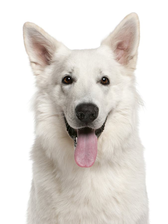 Close-up of Canadian Shepherd dog, 1 year old, in front of white background. Close-up of Canadian Shepherd dog, 1 year old, in front of white background
