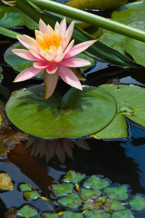 Lotus flower and leaves in pond (1). Lotus flower and leaves in pond (1)