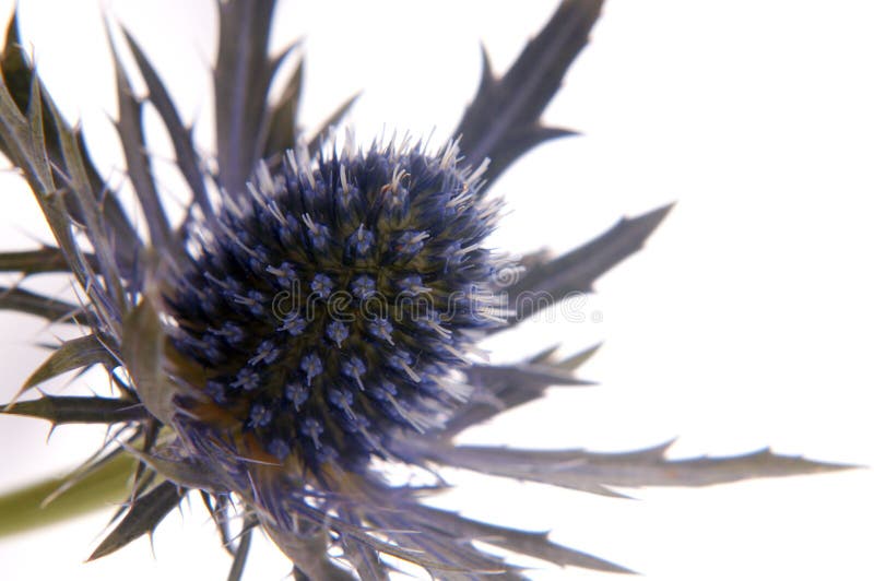 Flower close up. Flower close up