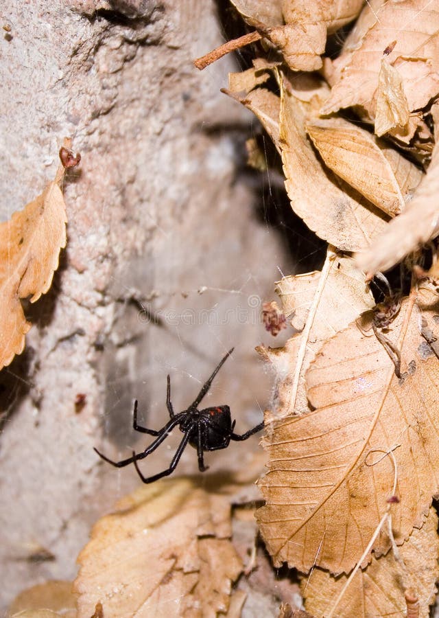 A black widow spider sits in her web awaiting an unwary insect that will become her meal. A black widow spider sits in her web awaiting an unwary insect that will become her meal