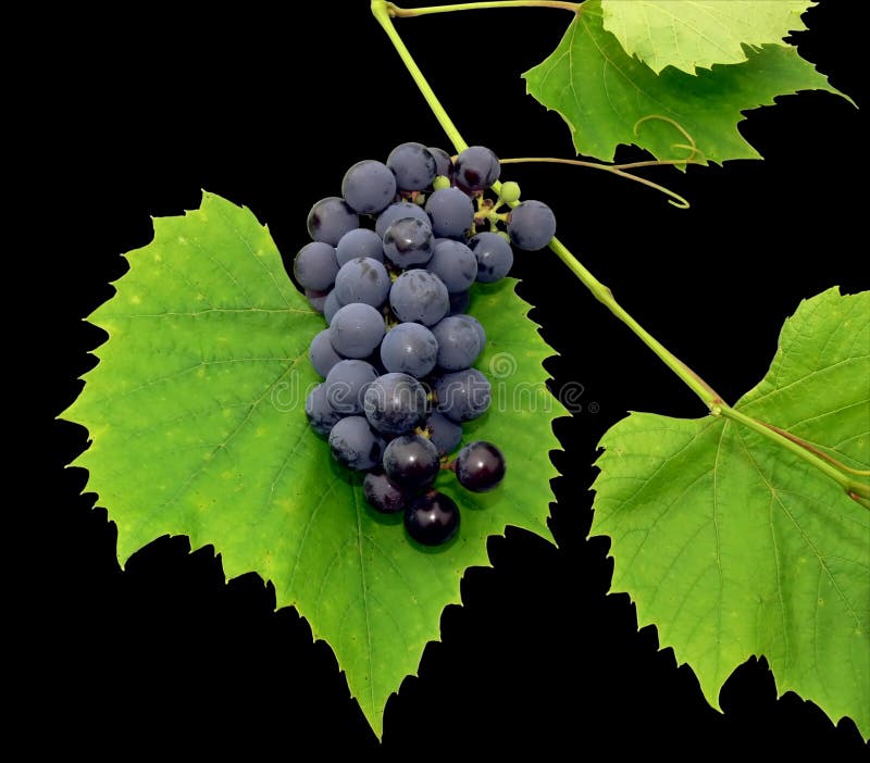 Black grape with leaf - isolated on black background. Black grape with leaf - isolated on black background