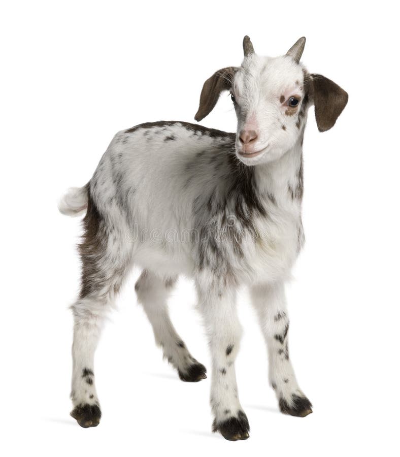 Rove goat Kid, 1 month old, standing in front of white background. Rove goat Kid, 1 month old, standing in front of white background