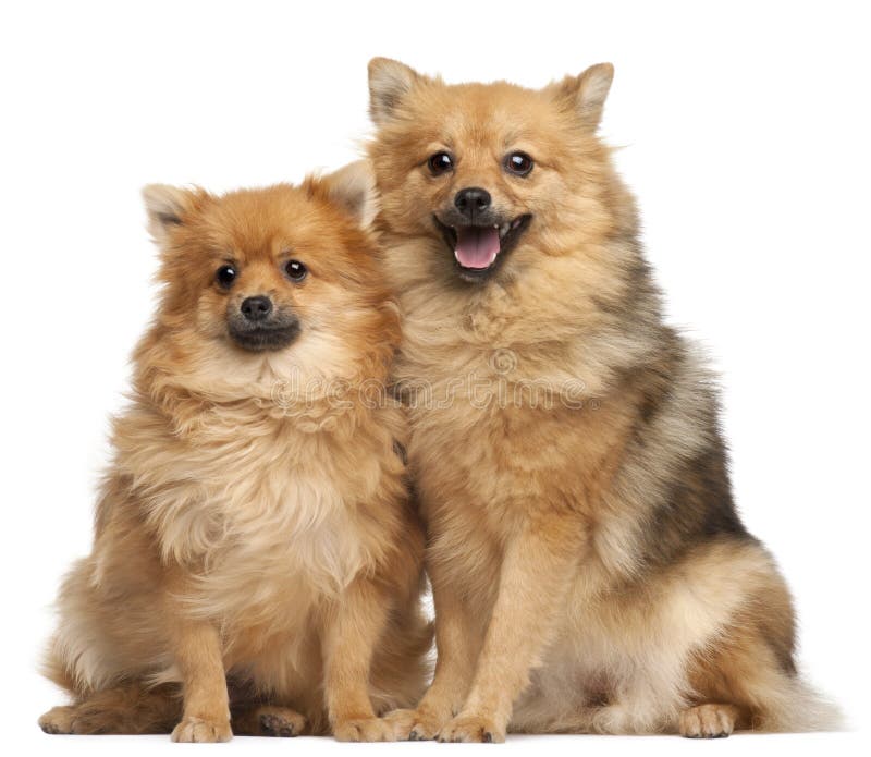 Two Spitz dogs, 1 year old, sitting in front of white background. Two Spitz dogs, 1 year old, sitting in front of white background