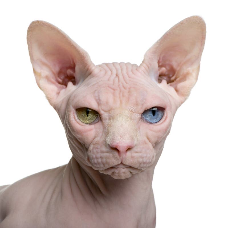 Sphynx cat, 1 year old, in front of white background. Sphynx cat, 1 year old, in front of white background