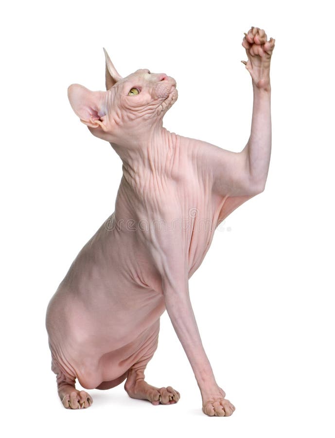 Sphynx cat, 1 year old, sitting in front of white background with paw up. Sphynx cat, 1 year old, sitting in front of white background with paw up