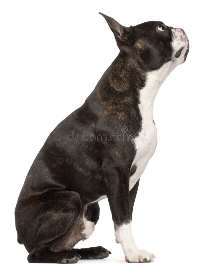 Boston Terrier, 1 year old, sitting in front of white background. Boston Terrier, 1 year old, sitting in front of white background