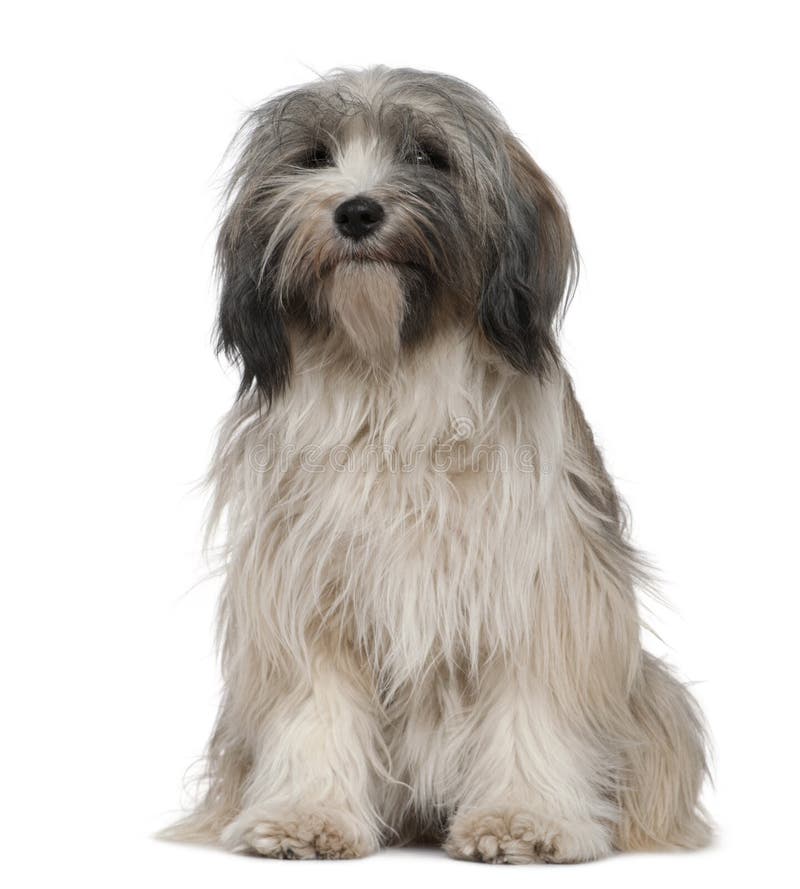 Tibetan Terrier, 1 year old, sitting in front of white background. Tibetan Terrier, 1 year old, sitting in front of white background