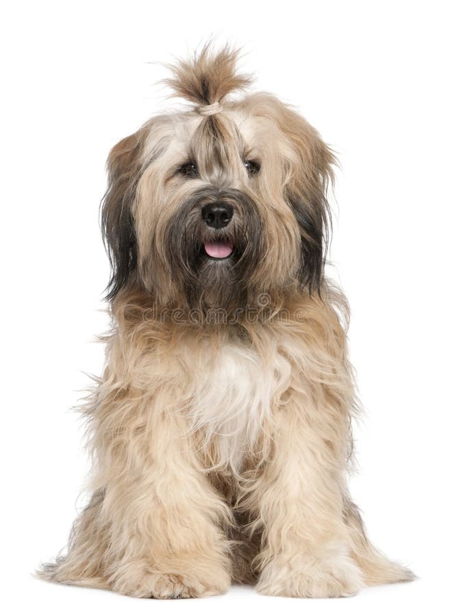 Tibetan Terrier, 1 year old, sitting in front of white background. Tibetan Terrier, 1 year old, sitting in front of white background