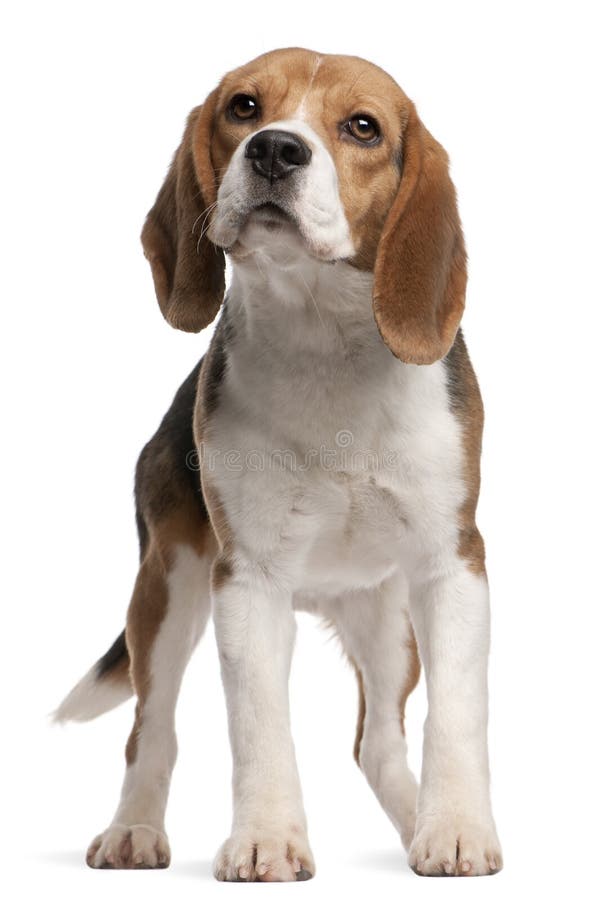 Beagle, 1 year old, standing in front of white background. Beagle, 1 year old, standing in front of white background
