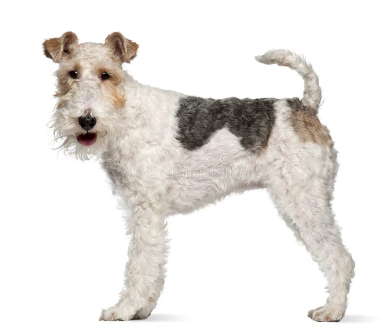 Fox terrier, 1 year old, standing in front of white background. Fox terrier, 1 year old, standing in front of white background