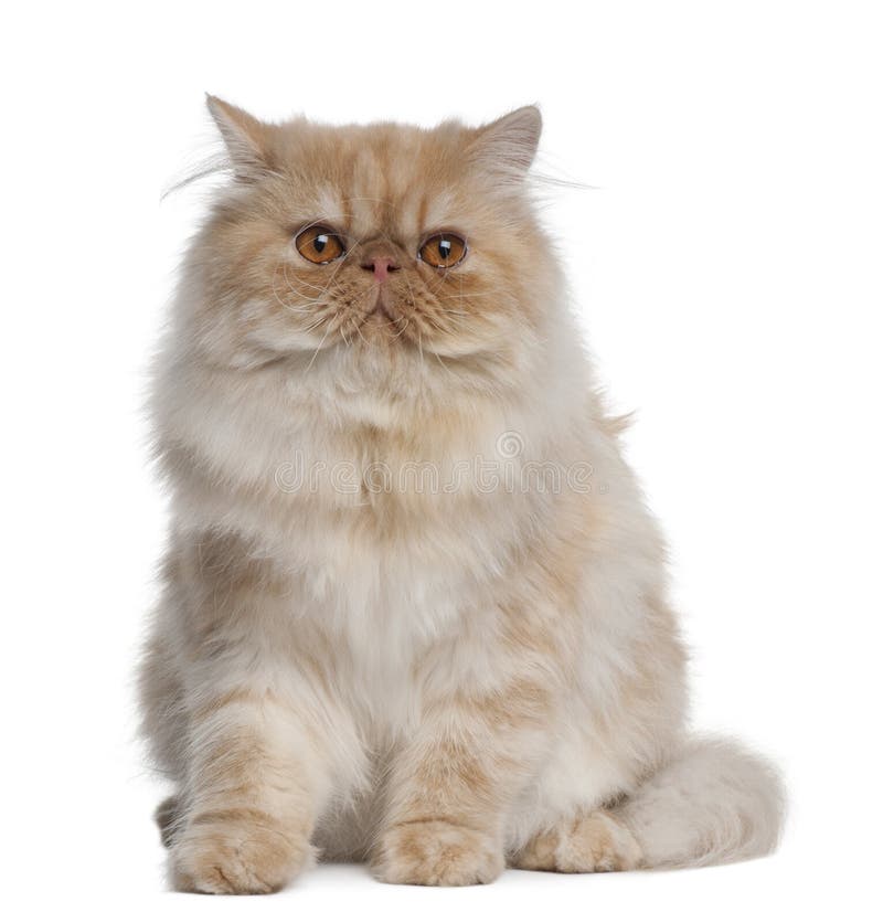 Persian Cat, 1 year old, sitting in front of white background. Persian Cat, 1 year old, sitting in front of white background