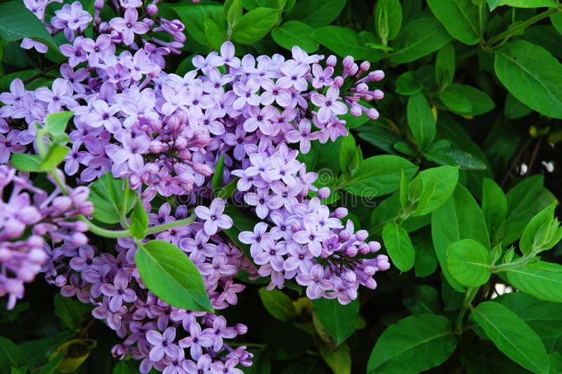 Lilac and honeysuckle in a garden 1. Lilac and honeysuckle in a garden 1