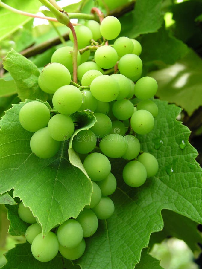 Green unripe grape. Green unripe grape