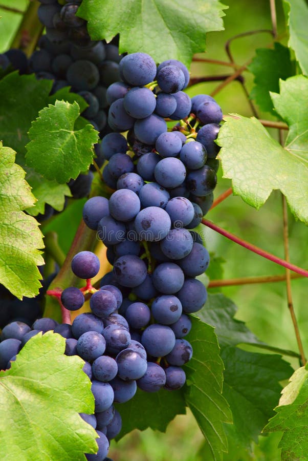 Cabernet Grapes on the vine in a vineyard. Cabernet Grapes on the vine in a vineyard