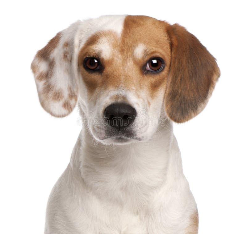 Close-up of Beagle, 1 year old, in front of white background. Close-up of Beagle, 1 year old, in front of white background