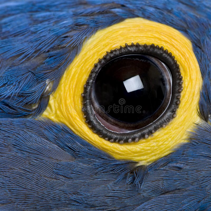 Hyacinth Macaw, 1 year old, eye close-up. Hyacinth Macaw, 1 year old, eye close-up