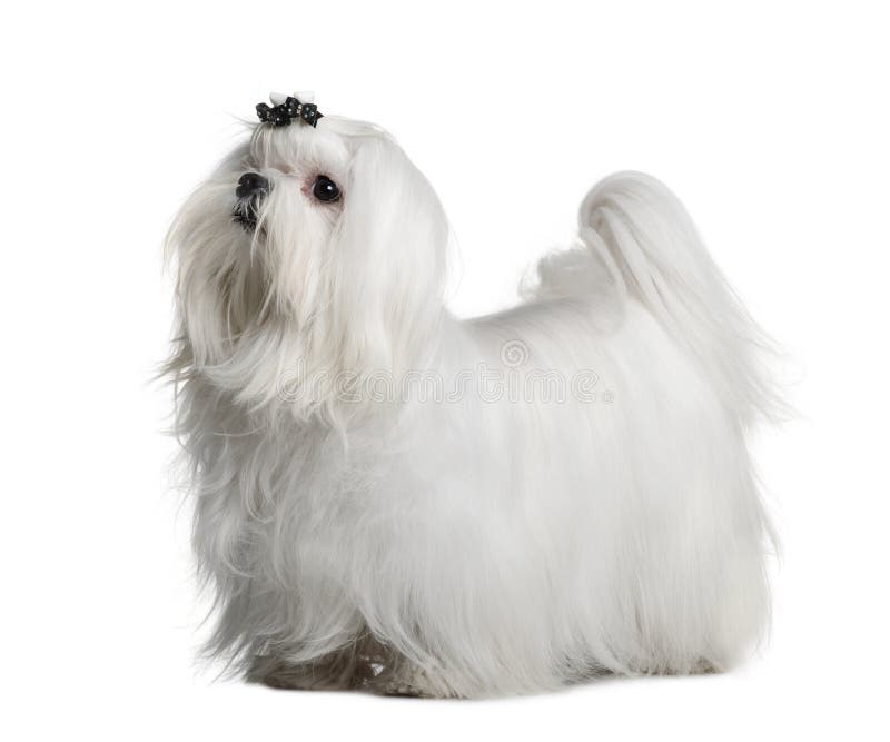 Maltese dog, 1 year old, standing in front of white background. Maltese dog, 1 year old, standing in front of white background