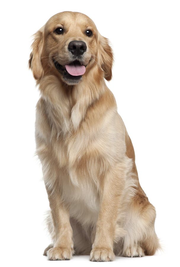 Golden Retriever, 1 and a half years old, sitting in front of white background. Golden Retriever, 1 and a half years old, sitting in front of white background