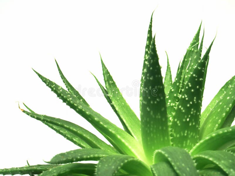 Aloe vera leaves detailed, with clipping path. Aloe vera leaves detailed, with clipping path