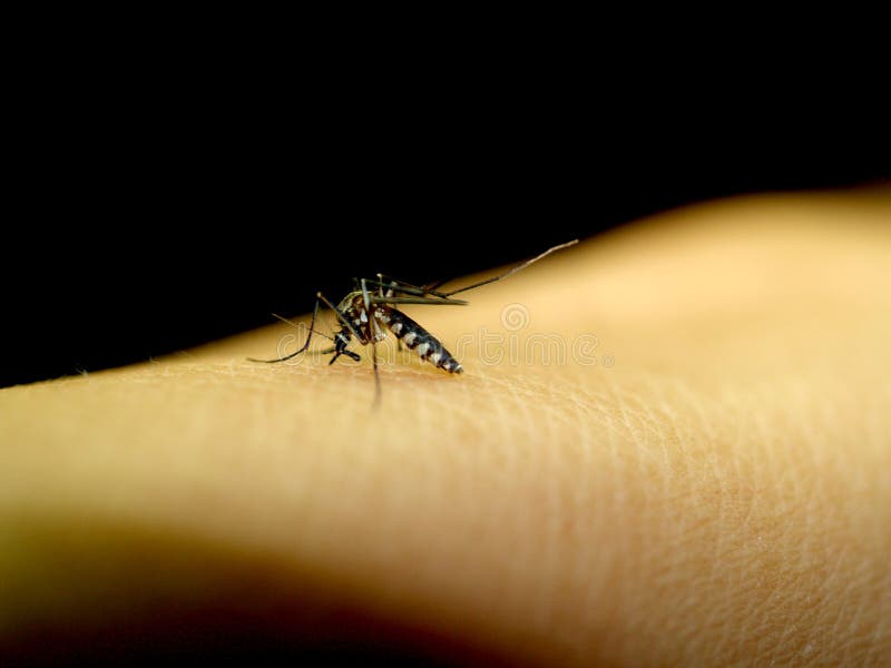 A photo of mosquito sucking blood on man skin. A photo of mosquito sucking blood on man skin