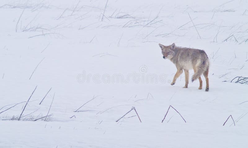 A coyote walks on the frozen, snowy fields of the West Plains outside of Spokane Washington. A coyote walks on the frozen, snowy fields of the West Plains outside of Spokane Washington.